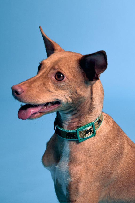 كو Bimba Y Lola طوق شعار الحيوانات الأليفة الكاكي 24BTV4968 مُكَمِّلات