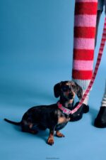 ⁦كو Bimba Y Lola طوق شعار الحيوانات الأليفة لون القرنفل 24BTV4974 مُكَمِّلات⁩ - الصورة ⁦2⁩